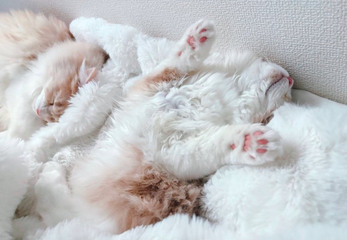 毛布の上で眠る猫たち