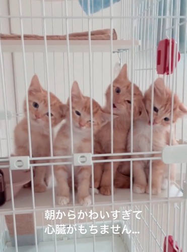 鳴き出す子猫たち