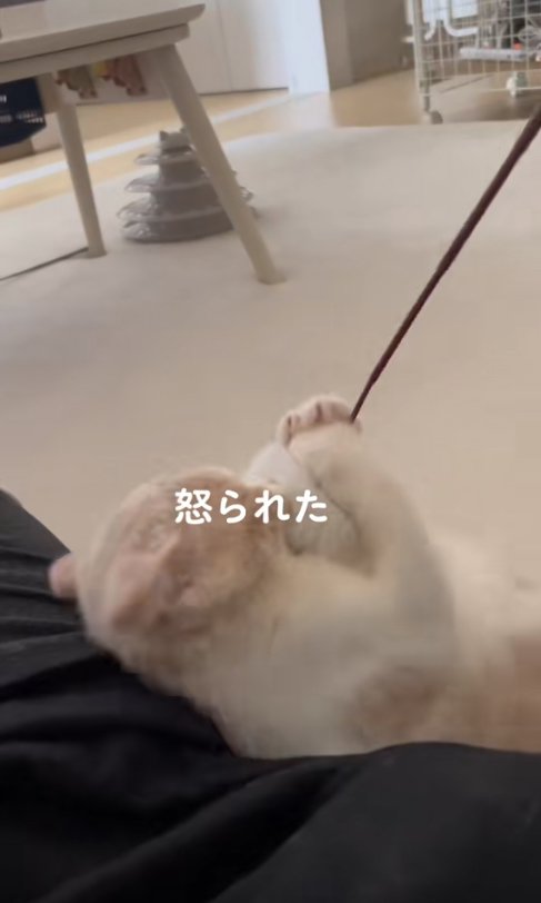 猫じゃらしを抱え込んで噛みついている猫