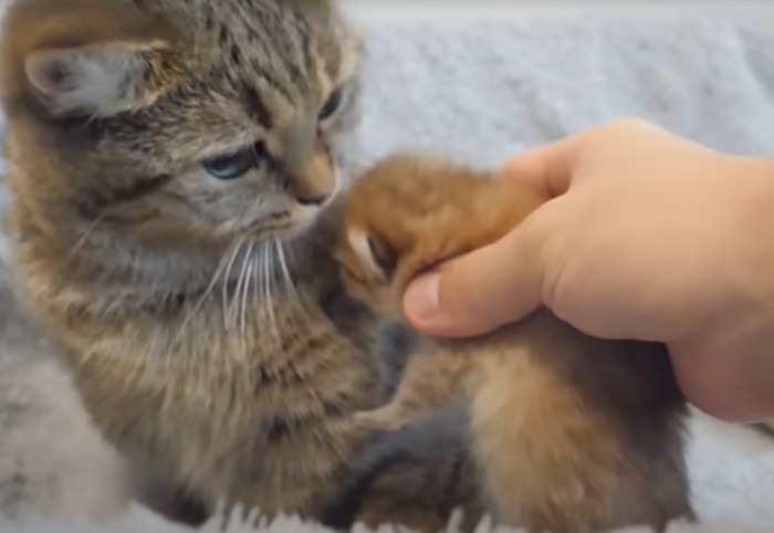 母猫の脇に子猫を戻す人