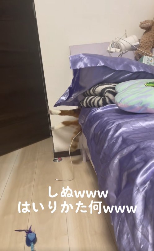 両後ろ足をピンと伸ばしてベッドの隙間に刺さっている猫