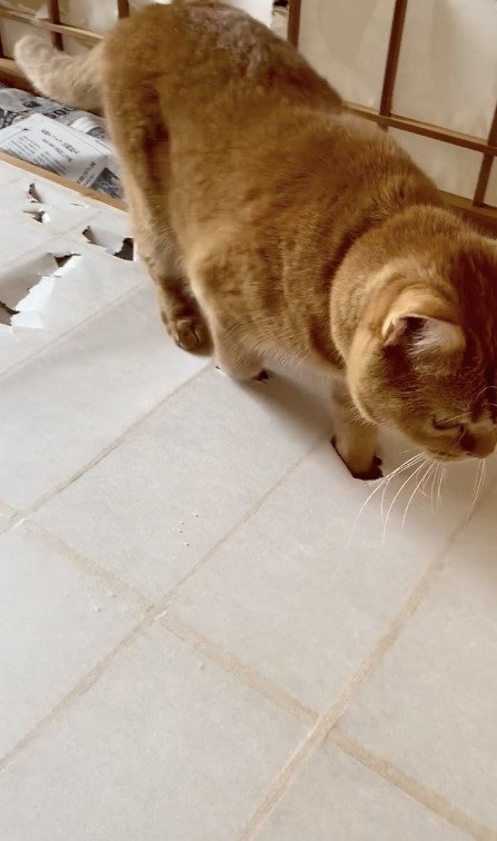 障子に穴を開けながらカメラに近づく猫