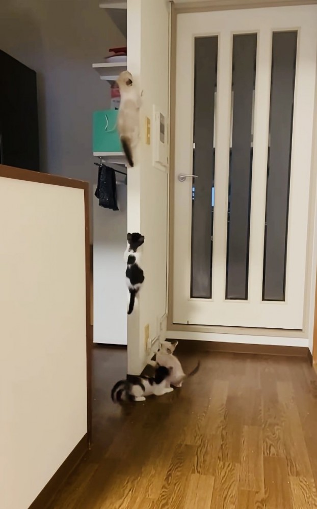袖壁を登る4匹の子猫