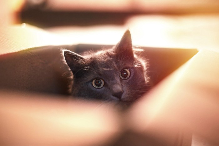 箱の中にいる黒猫