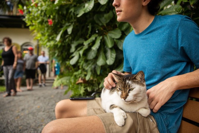 ヘミングウェイ博物館の猫