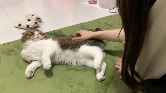 飼い主さんになでられる猫