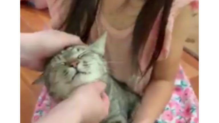 抱かれている猫