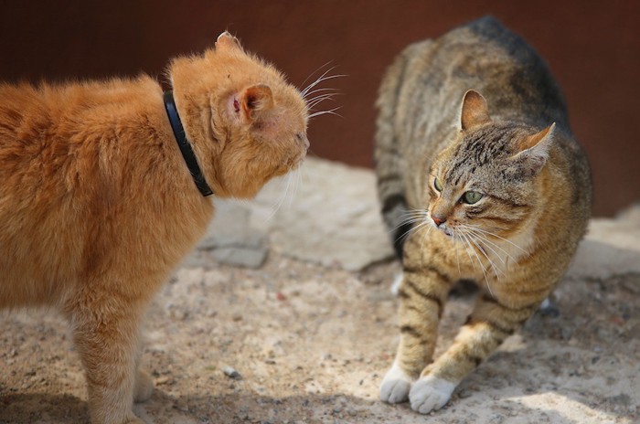 睨み合っている二匹の猫