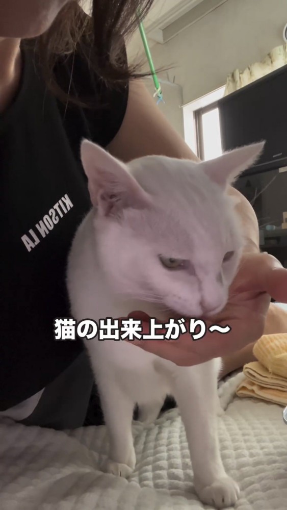 餌を食べる猫