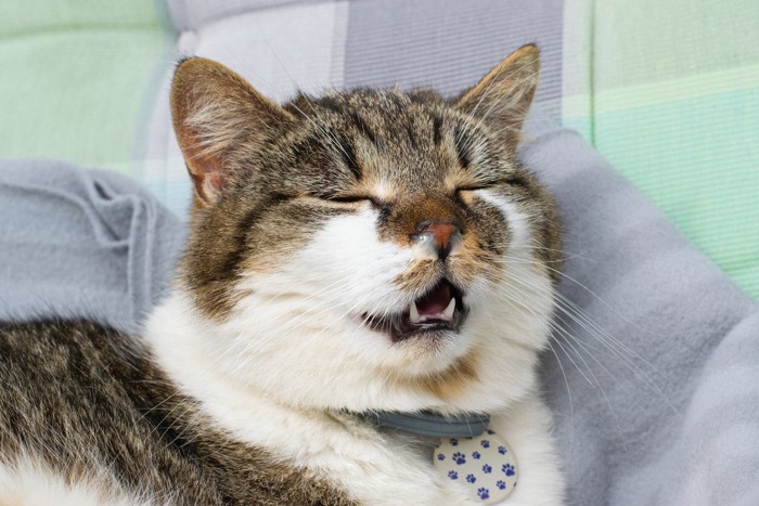 鼻水の出ている猫