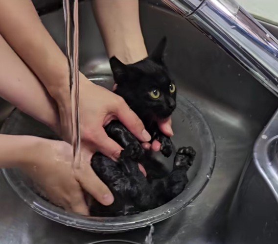 洗われる子猫