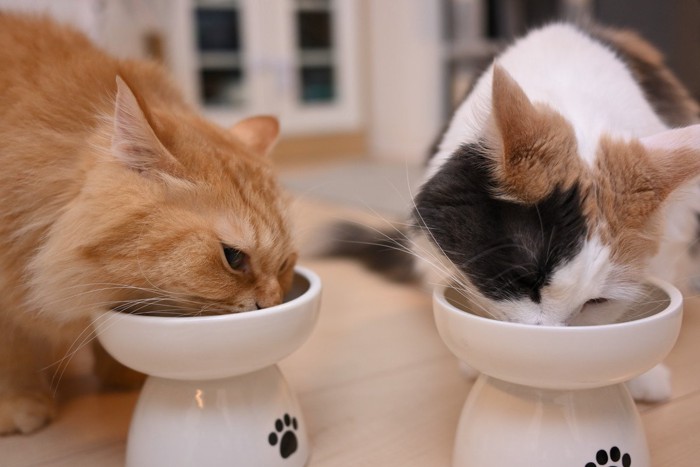 個別の食器で食事をする猫たち
