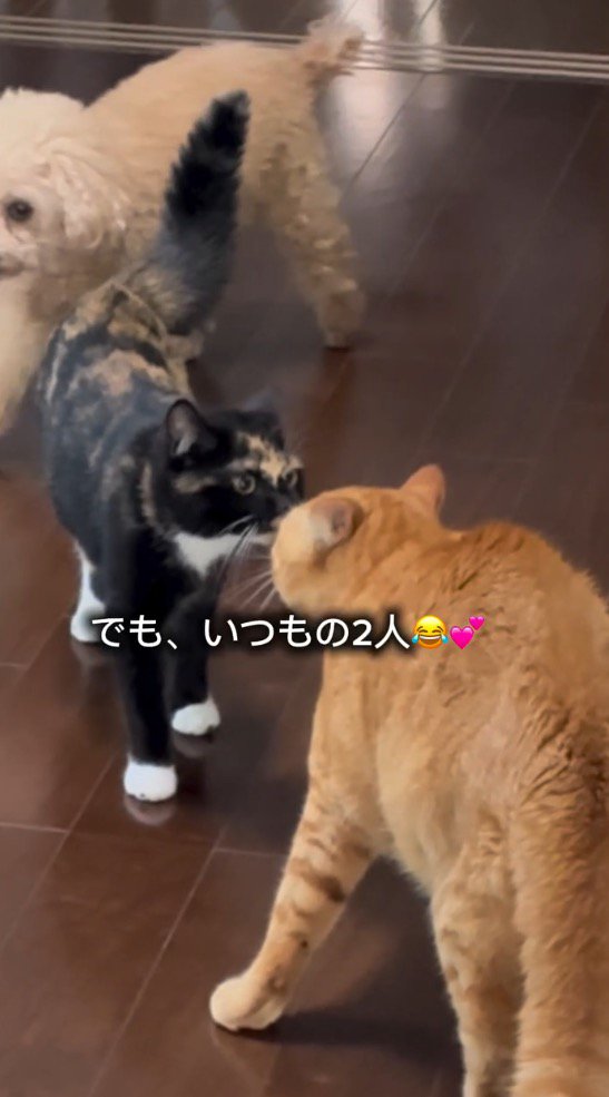 鼻を近づけて匂いをかぎ合う2頭の猫