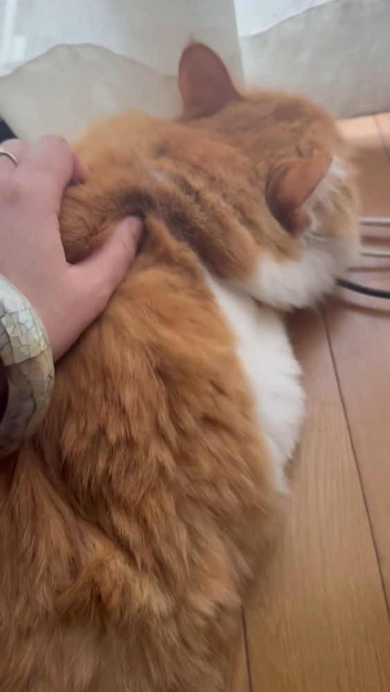 背中をなでられる猫