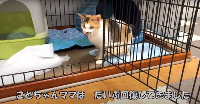 ケージの中で座っている猫