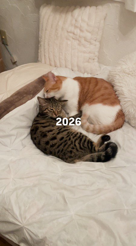 ベッドに寝転がる2頭の猫