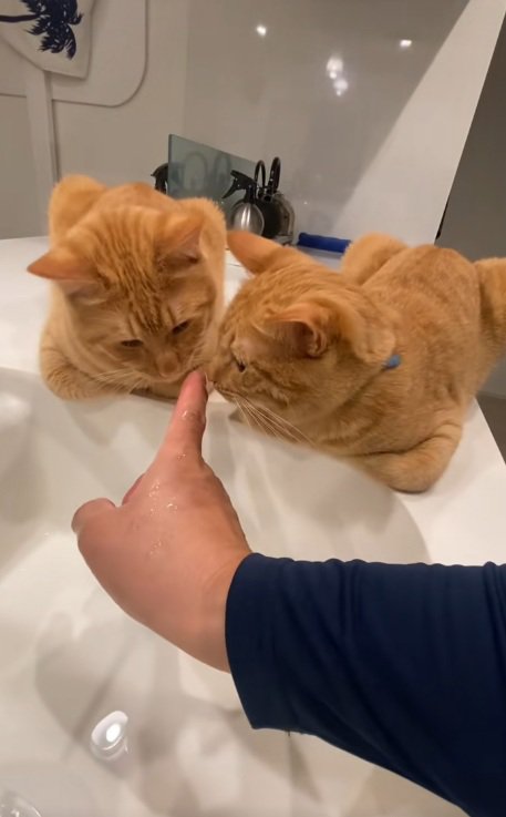 香箱座りして飼い主の指に鼻を寄せる2匹の猫