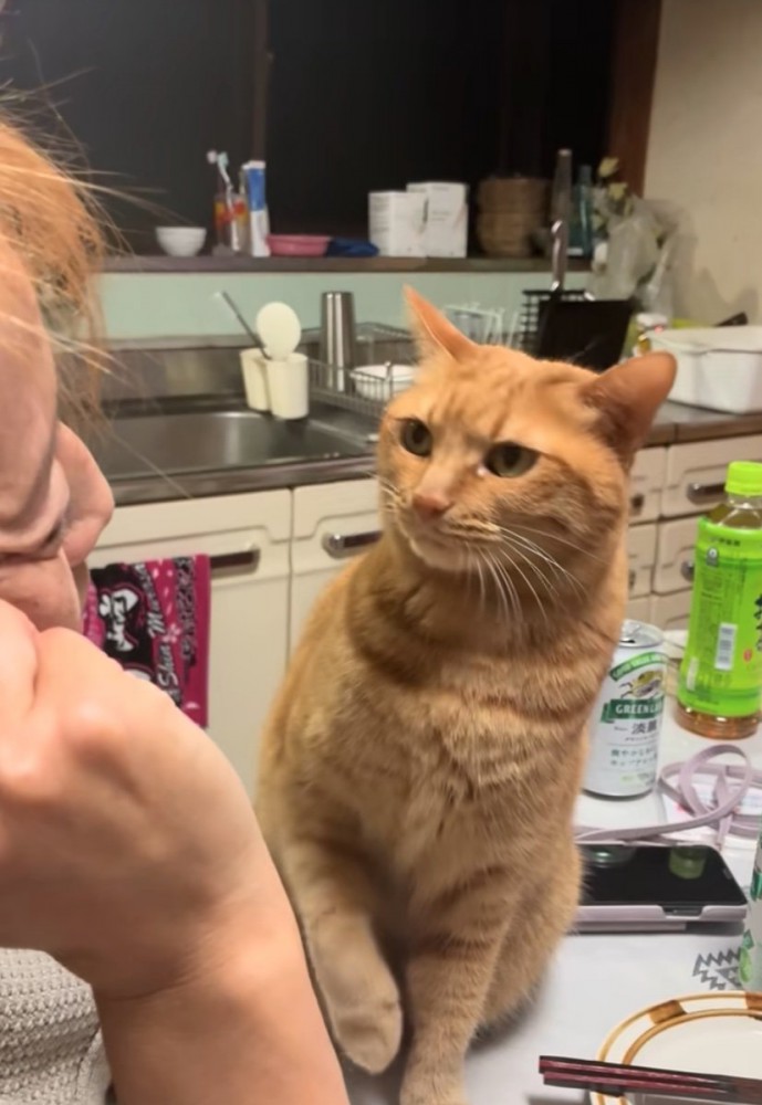 テーブルの上に登る猫