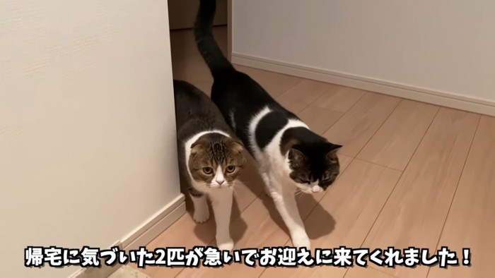 並んで歩く2匹の猫