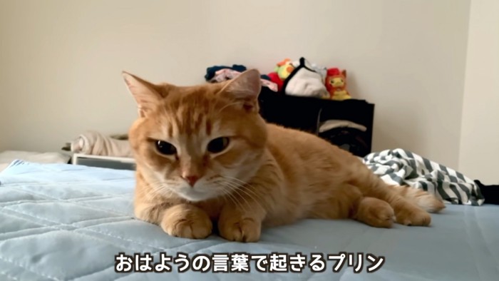 起きた猫