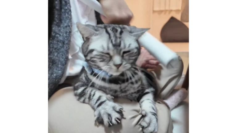 コロコロされている猫