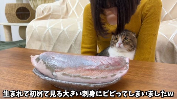 上を見る猫