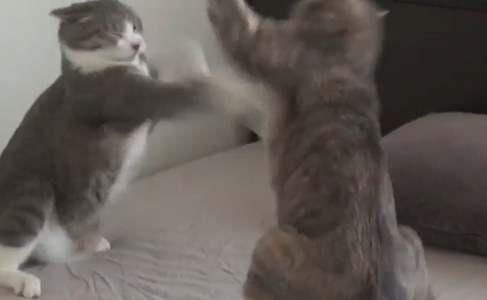 ベッドの上で喧嘩をする猫