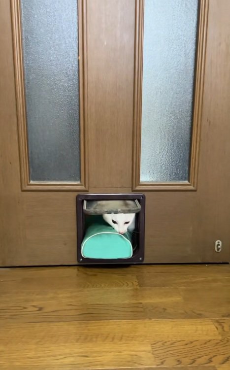 枕をくわえて猫用通路を通ろうとする猫
