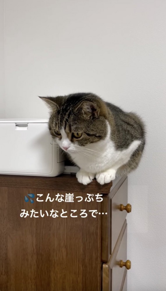 戸棚の上から見下ろす猫