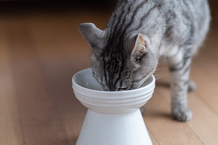 ご飯を食べているサバトラ猫