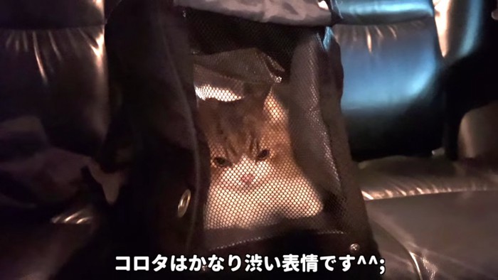 キャリーの中にいる猫