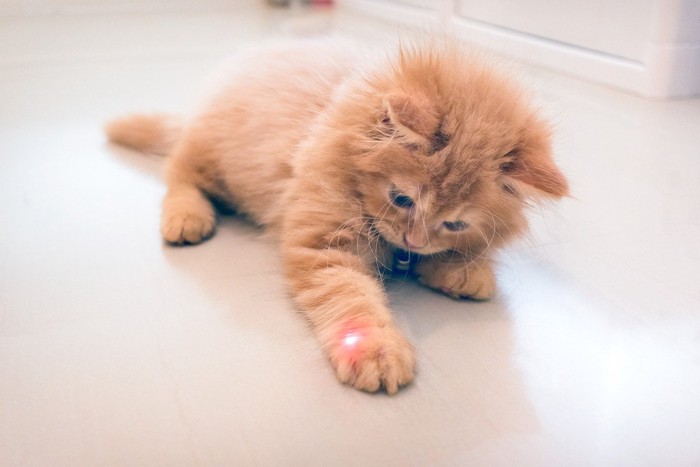 光を捕まえようとする猫
