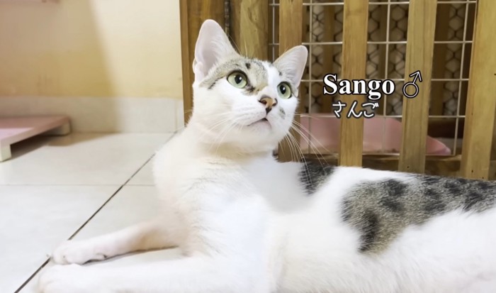 さんごのアップ