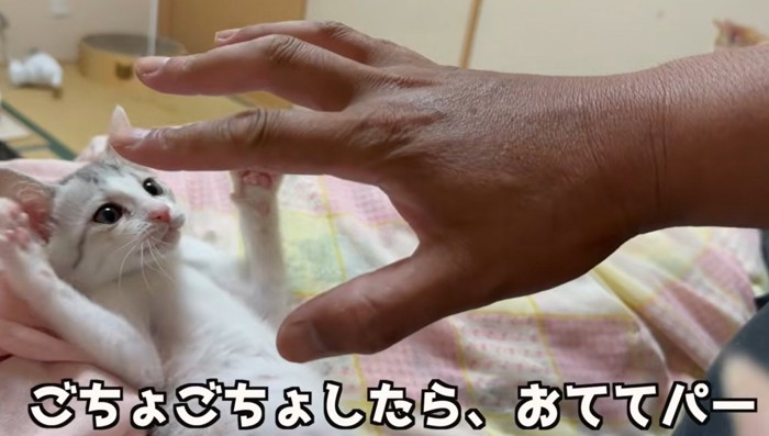 人の手と両手を広げる子猫(こちょこちょしたら、おててパー)