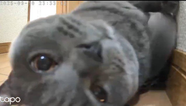 カメラが気になる猫