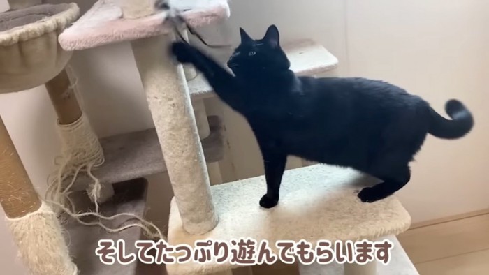 おもちゃに手を伸ばす猫