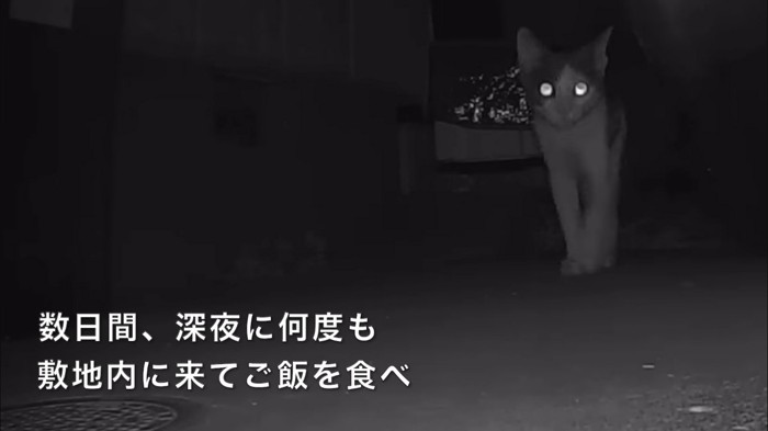 深夜に何度もの文字と猫