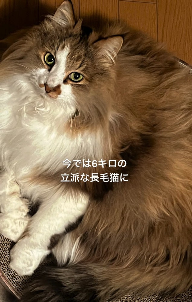 長毛の猫