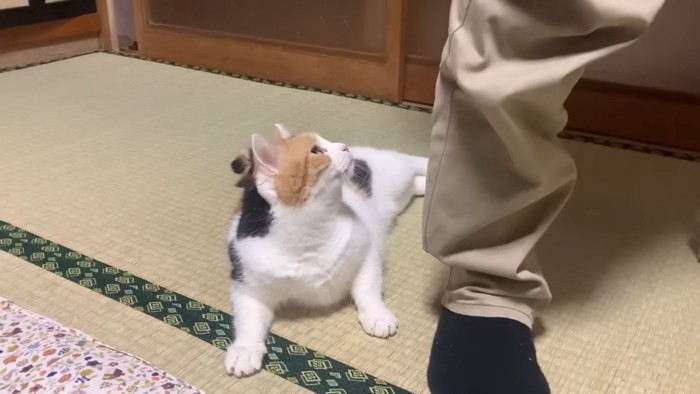 お父さまを見上げるミケちゃん