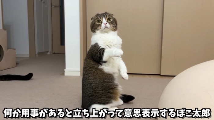 立ち上がる猫