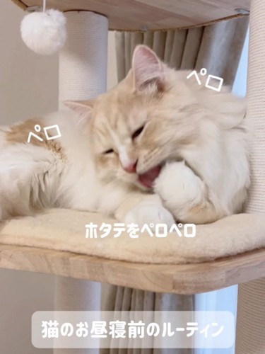 前足をなめる猫