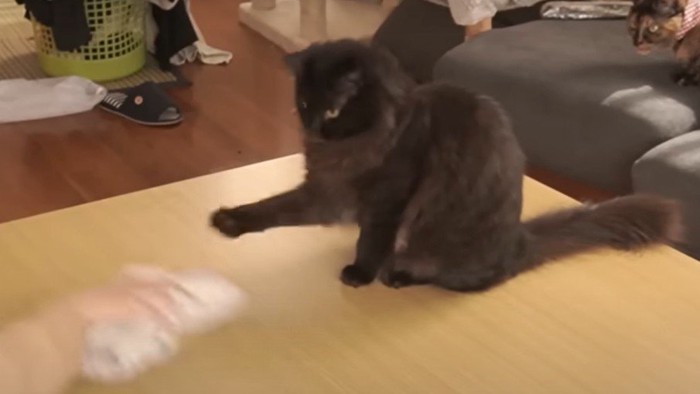 テーブル拭きとじゃれつく猫