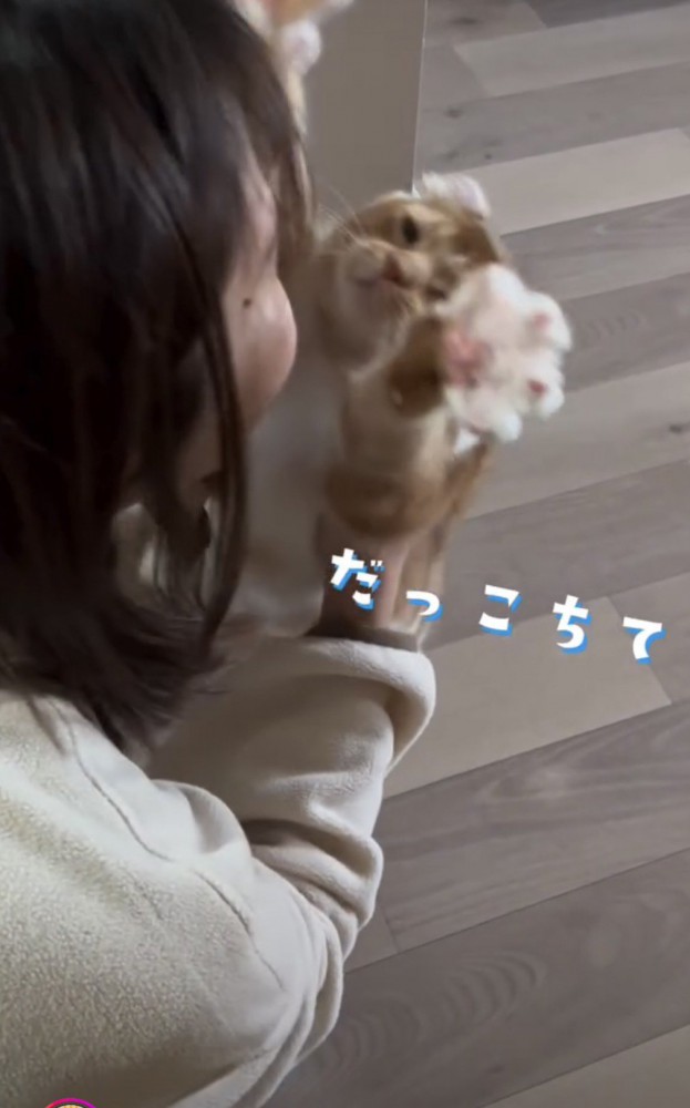 手を伸ばす猫