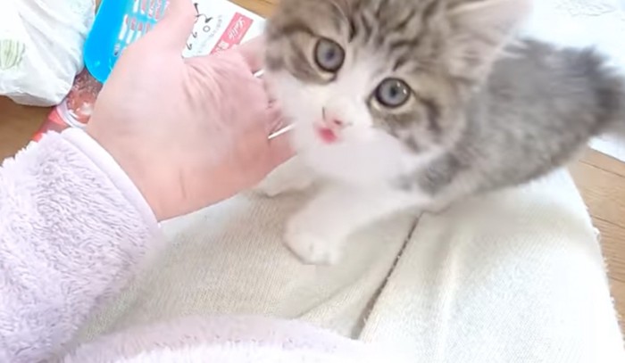 おいでと手を差し伸べる飼い主