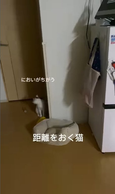 部屋の奥で座る猫