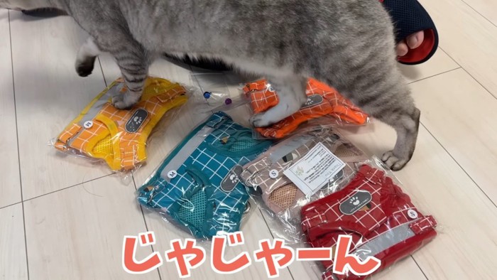 床のハーネスとそれを踏む猫