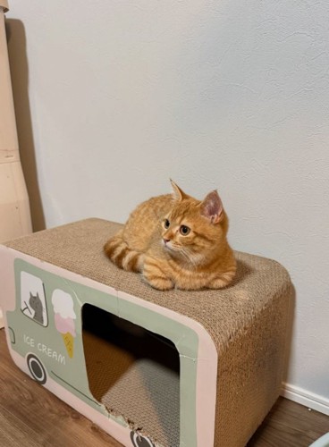 爪とぎに乗る猫1