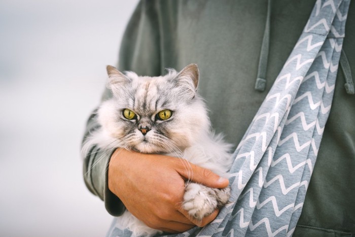 スリングに入った長毛猫