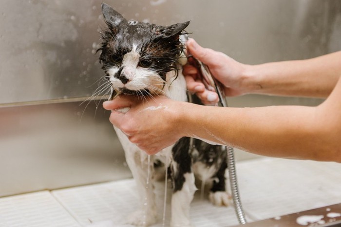 シャンプーされる猫