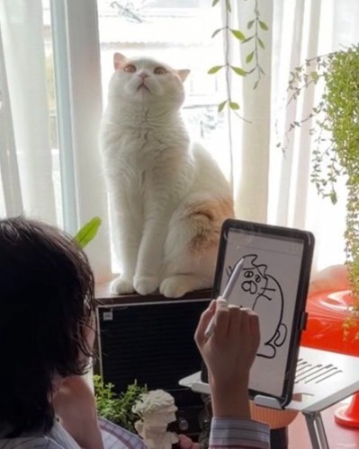 天井を見て座る猫